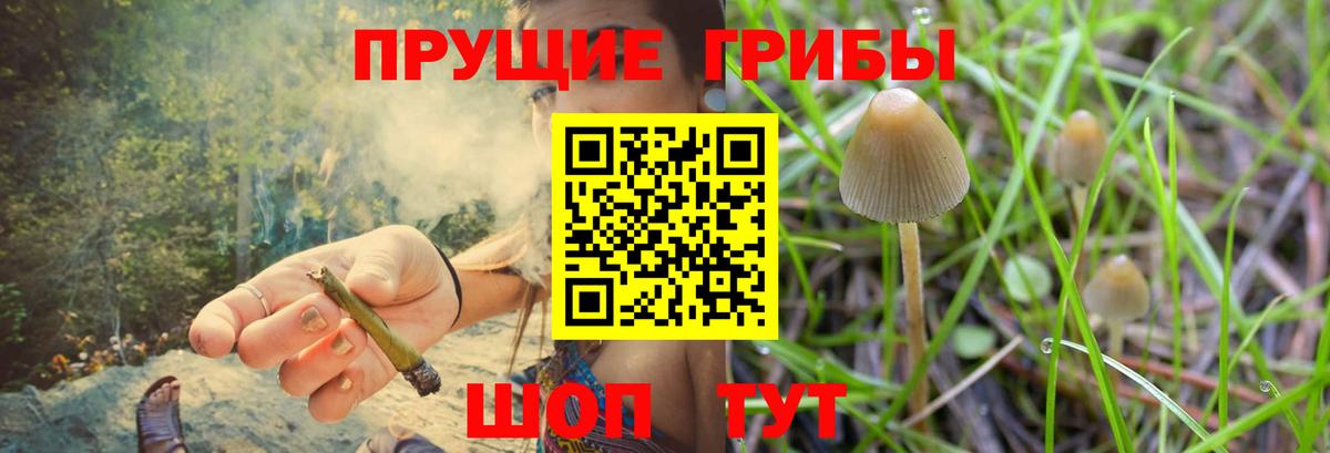Галлюциногенные грибы Psilocybine cubensis Туймазы